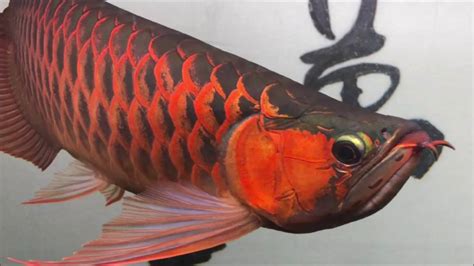 紅龍 魚|龍魚種類介紹（圖文）